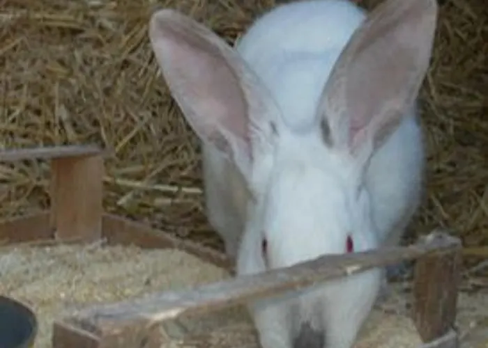 Ca Dell'aglio * Momperone