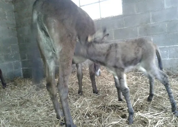 팜스테이 Ca Dell'aglio